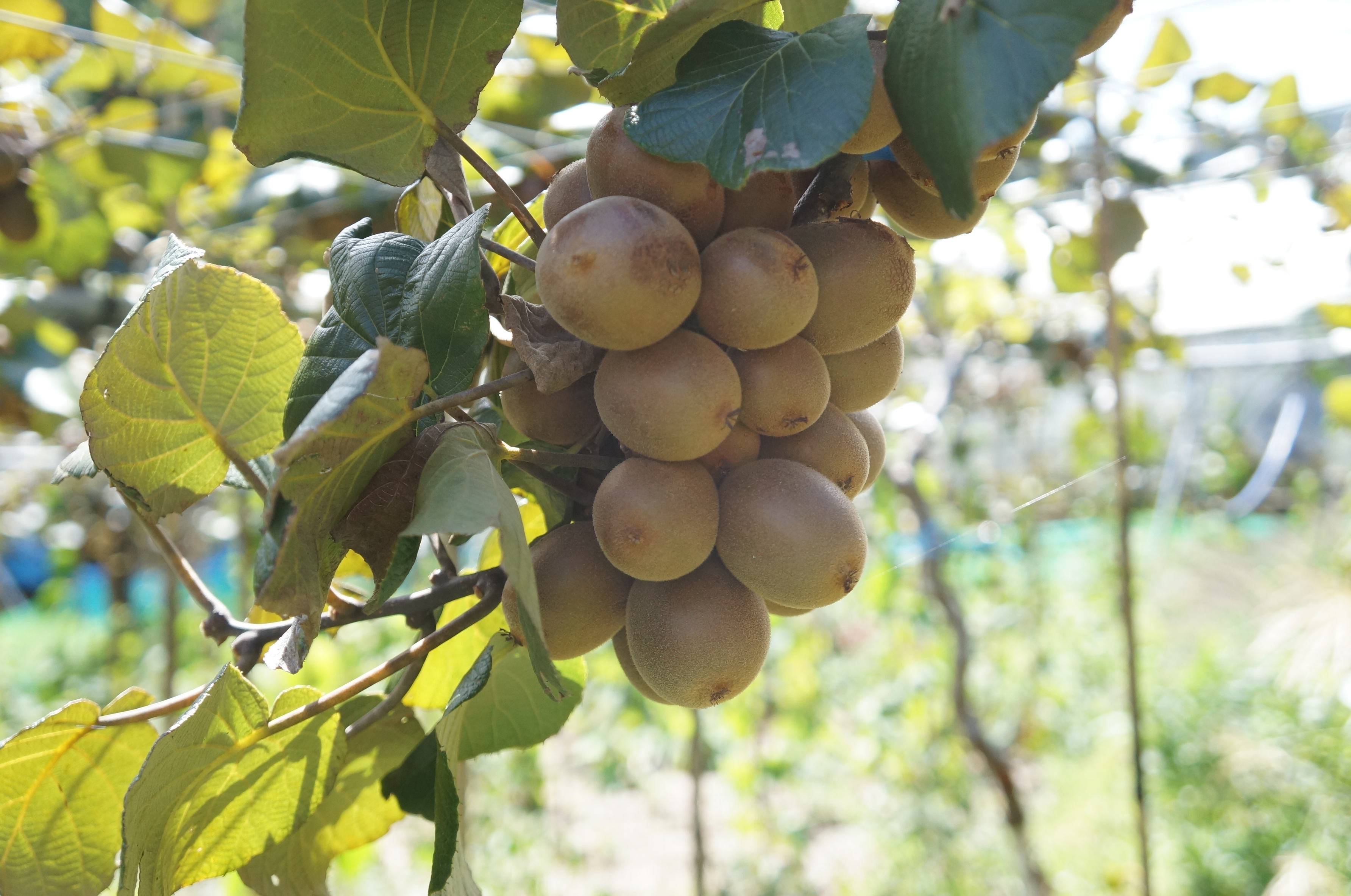 グレープキウイ Grape Kiwi キウイフルーツカントリーjapan