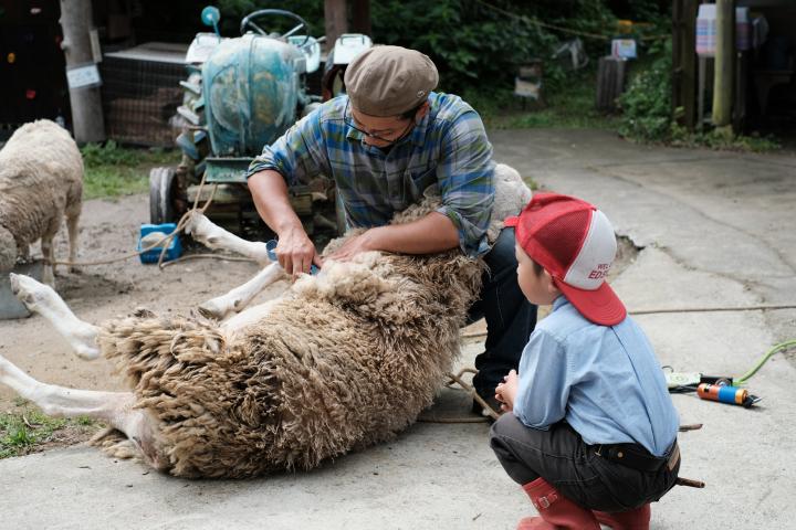 ６月１６日のひつじの毛刈り体験ワークショプ開催のご予約はこちら（お土産つき）
