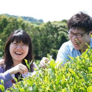 「Tea picking experience & Kiwi all you can eat course at a Japanese Beautifull tea view spot (entrance fee included)」画像8