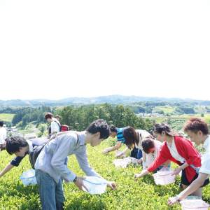 「Tea picking & handmade tea making experience & kiwi all you can eat course (entrance fee included)」画像5