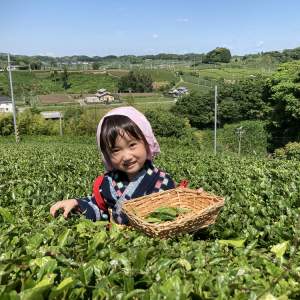 「Tea picking & handmade tea making experience & kiwi all you can eat course (entrance fee included)」画像9