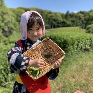 「Tea picking experience & Kiwi all you can eat course at a Japanese Beautifull tea view spot (entrance fee included)」画像4