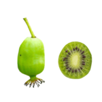 ベビーキウイ