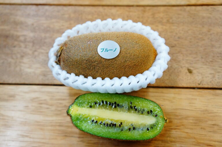 ブルーノ　Bruno