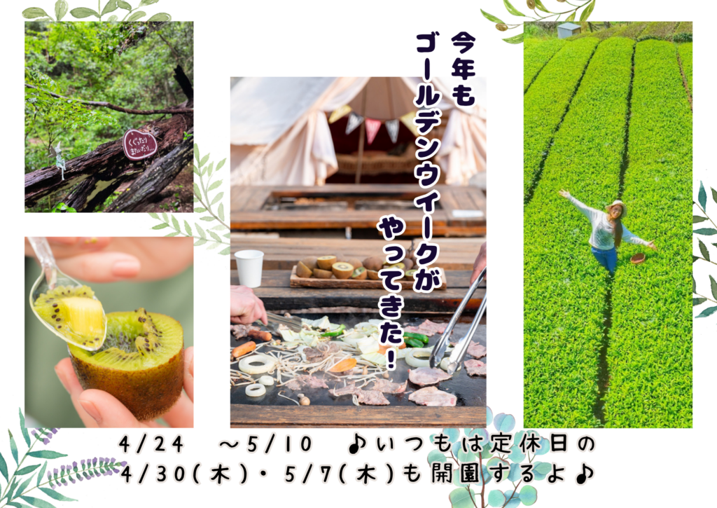 ゴールデンウィークは毎日営業！春のキウイ農園で特別な体験を🌿